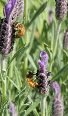 bees_on_lavender2