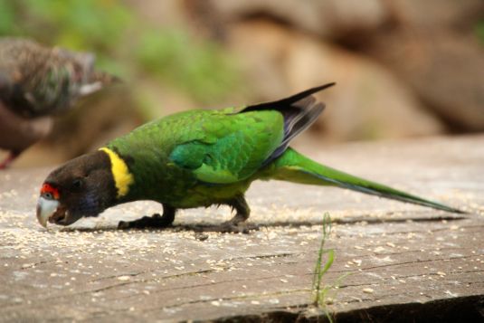 birds_99_48