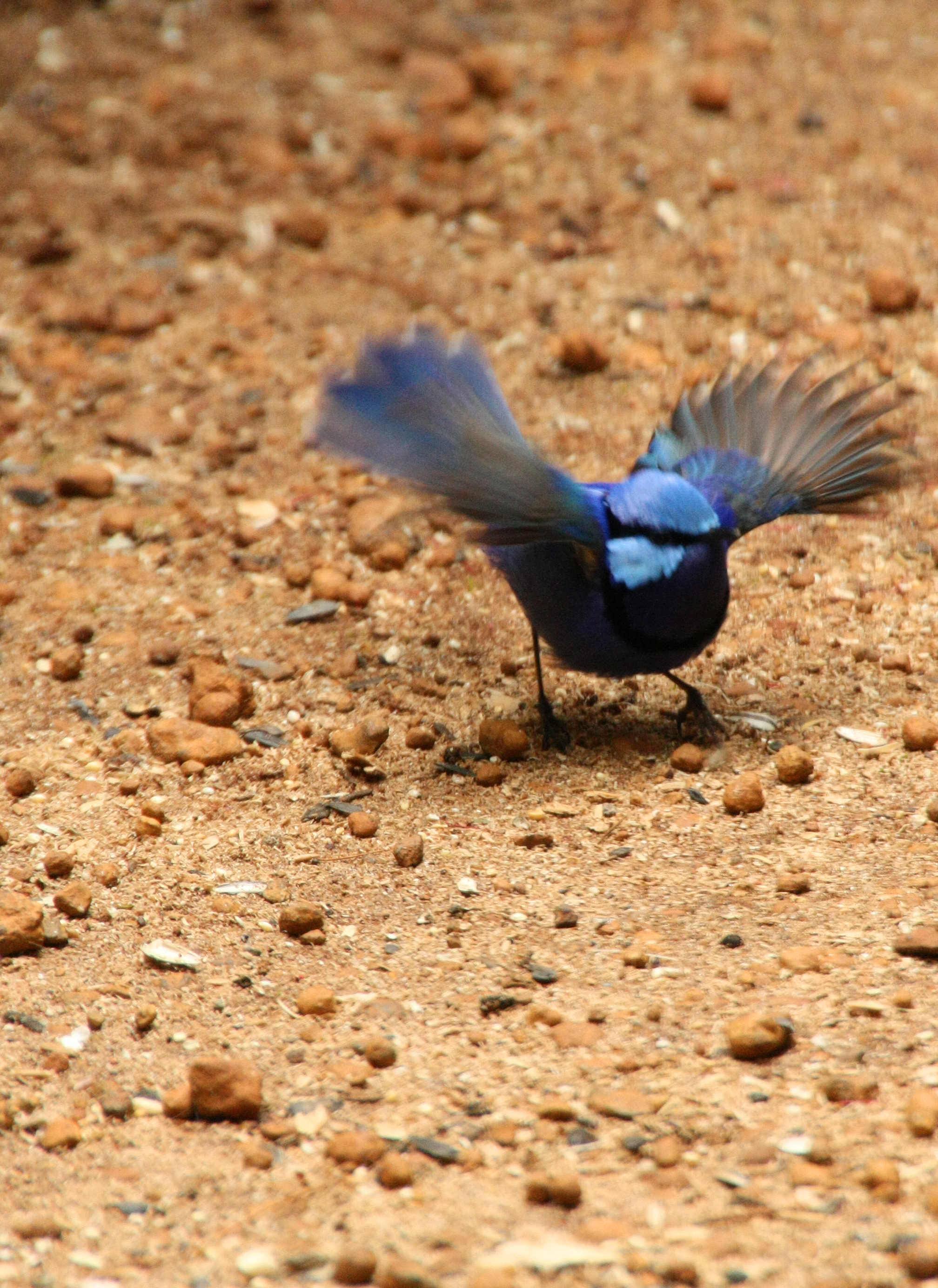 blue-wren1