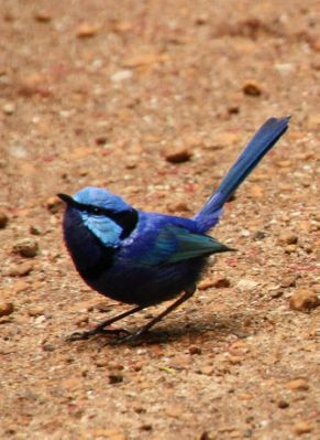 blue_wren2