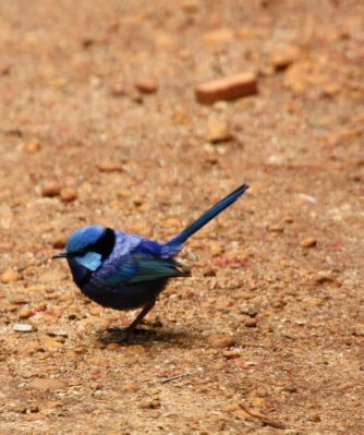 blue_wren3