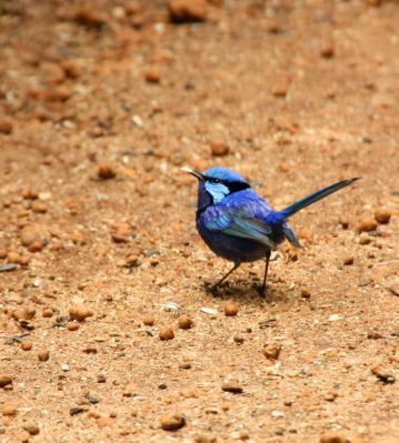 blue_wren4