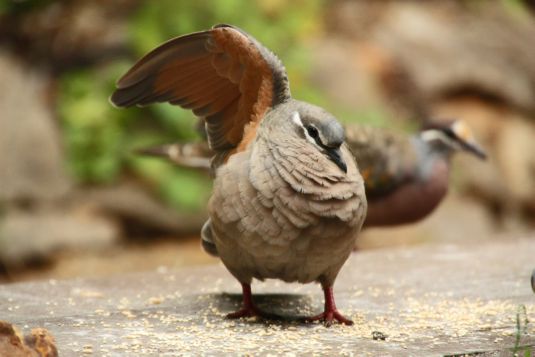 bronzewing1