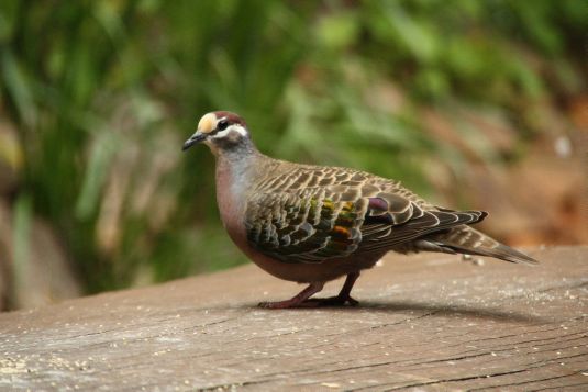 bronzewing2