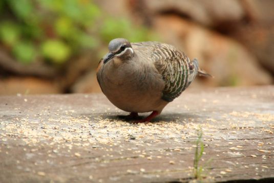 bronzewing3