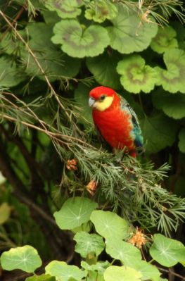 parrot1