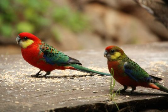 parrot2
