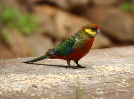 parrot3