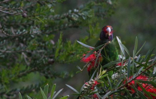 parrot_eating_bottlebrush1