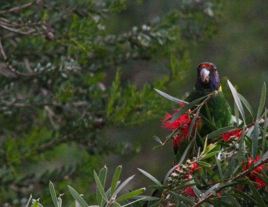 parrot_eating_bottlebrush2