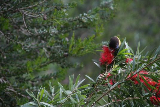 parrot_eating_bottlebrush3