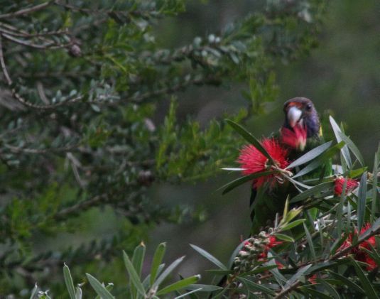 parrot_eating_bottlebrush4