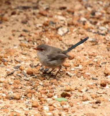 wren1