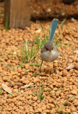 wren2