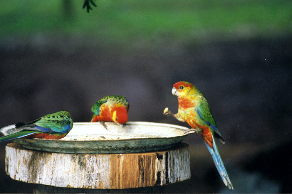 ab-rosella2