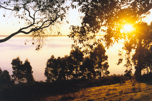 orchard-sunrise2