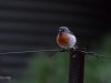 Al Dunlop Bird on a Wire 2