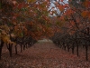 Persimmon Orchard